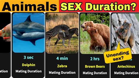 free sex with animals movies|Longest Animal Porn Videos .